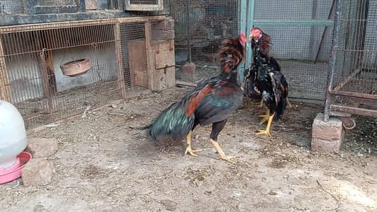 ایک سال کے پٹھے