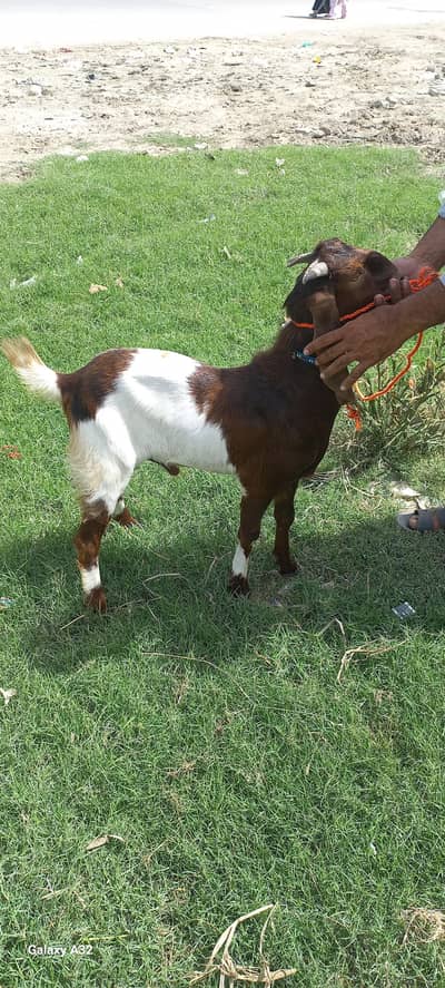 dese bakra paka kera hy