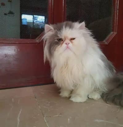 persian male picky face for sale 03140739730 call WhatsApp