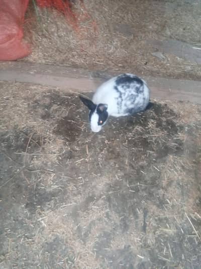 2 rabbits male and female