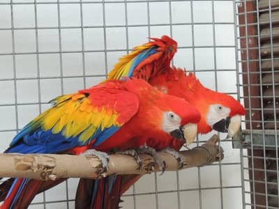 red macaw parrot only WhatsApp 03359075409