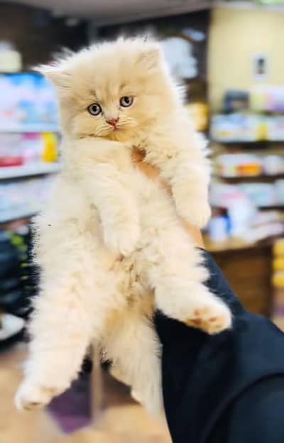 Cat Persian Persian kittens Blue eyes long hair 03/40\58/786\97