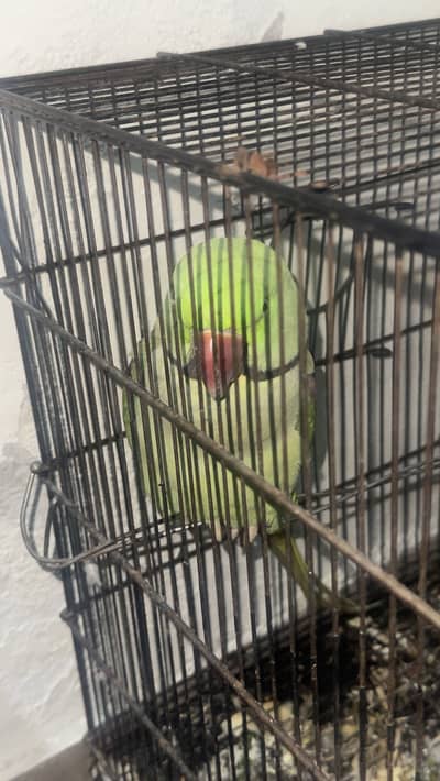 Talking raw parrot for sale with cage