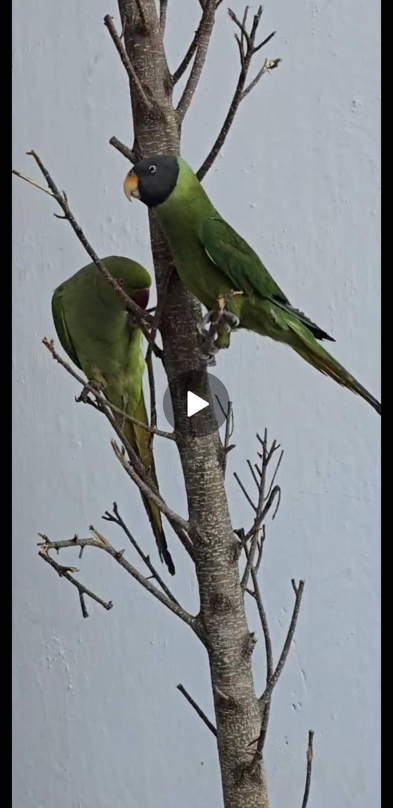 0 bite full trained 3