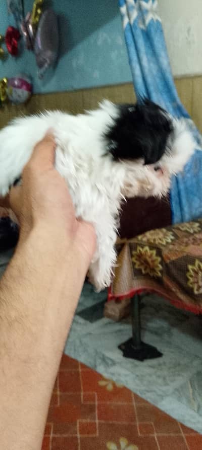 Shihtzu puppies pair