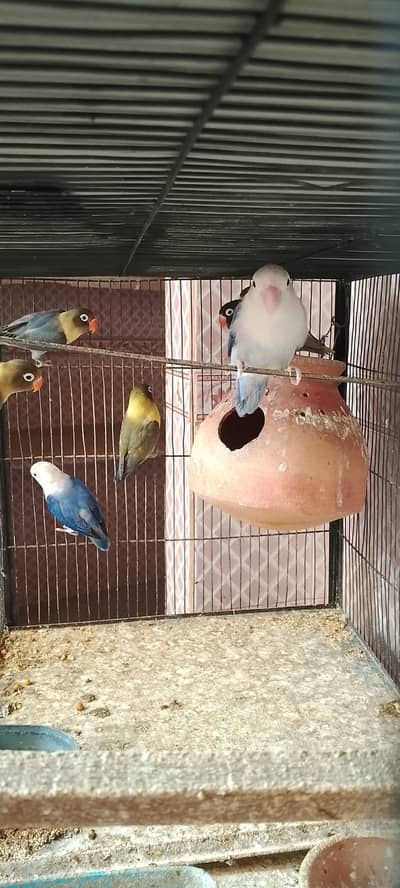 parblue  voilet and u ving opline