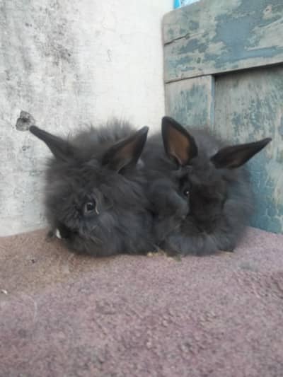 teddy bear pair for sale healthy and active