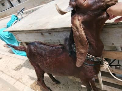 Wazan: 30 kilo Color: Brown