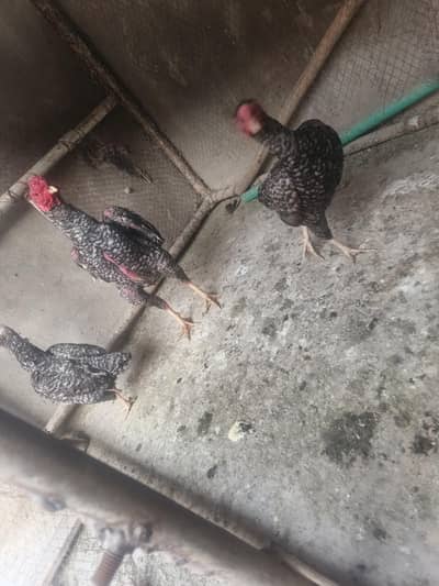 03463093007 for Sala ko ko aik mal or 2 femal badar