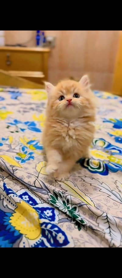 Cat Persian Persian kittens Blue eyes long hair 03/40\58/786\97:⁠,⁠-⁠)