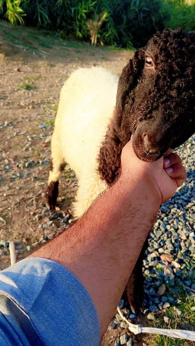 3 bakry for Sall ag 3 month