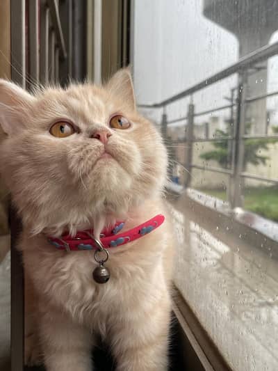 Persian cat for sale