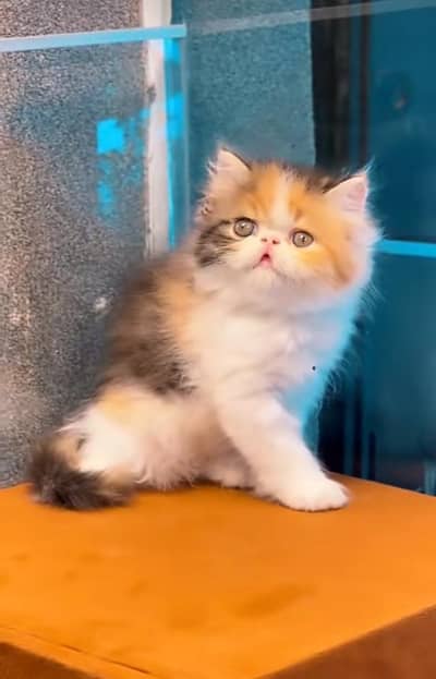 Cat Persian Persian kittens Blue eyes long hair 03/40\58/786\97;⁠)