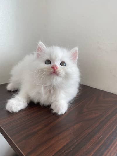 Persian female kitten for sale vailable all Pakistan