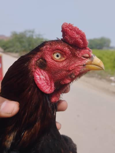 1 time win LANY Wala rabta kray all okey ha