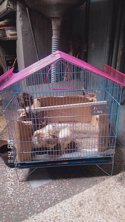 chick's and his Cage both are all ok condition 10/10