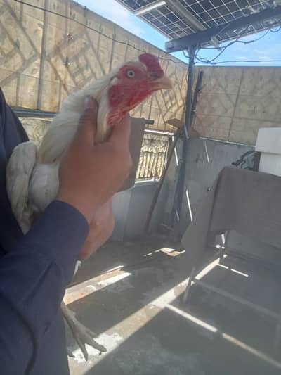 aseel forsale 03120584270