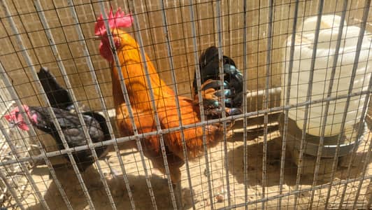 Desi Murgha for Sale