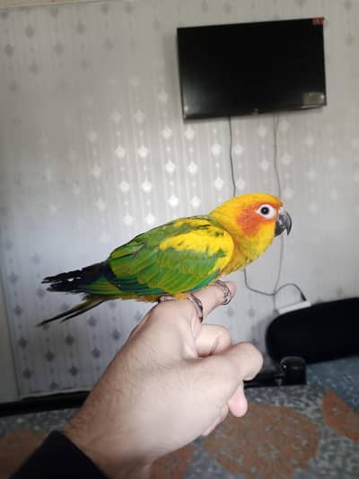 Sun conure for sale