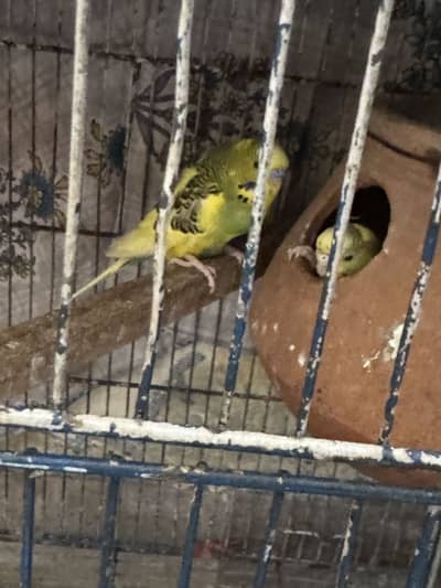 Selling budgies breeder pair