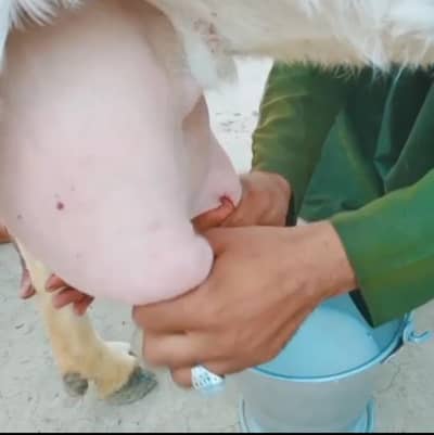 desi Beatle bakri 2 bcho wali whtsp 0310,,2729,,869