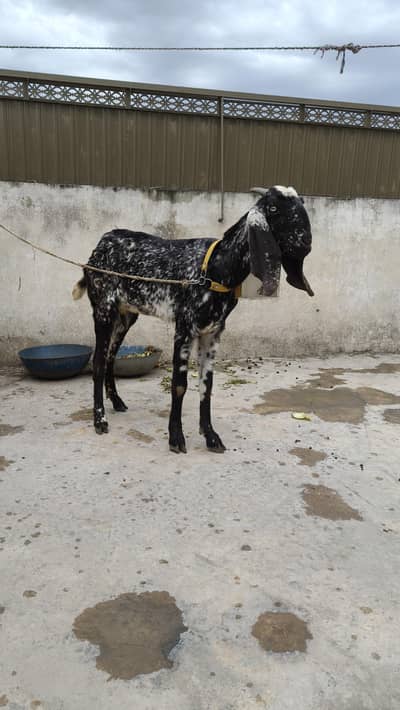 مکھی چینی بکری