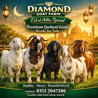 qurbani 2026 |بکری|Bakri|bakra|bakray for sale |desi bakri|Goat