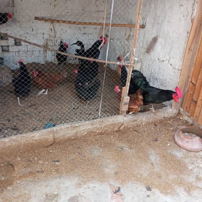austrolop and golden misri hen for sale