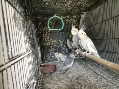 4 Cockatiel Parrots chicks