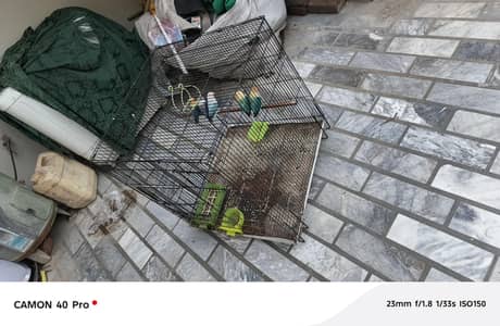 Love birds for sale. . Different rare mutation. . Parblue opalines