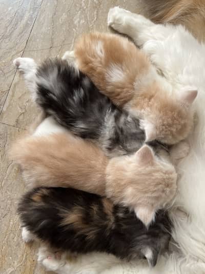 Adorable kittens on sale