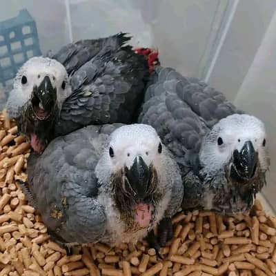 African grey parrot chicks for sale 03123226259