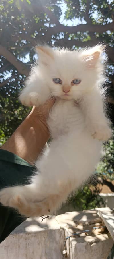 persian kittens available