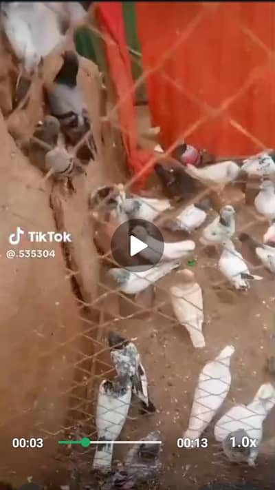 کبوتر فار سیل