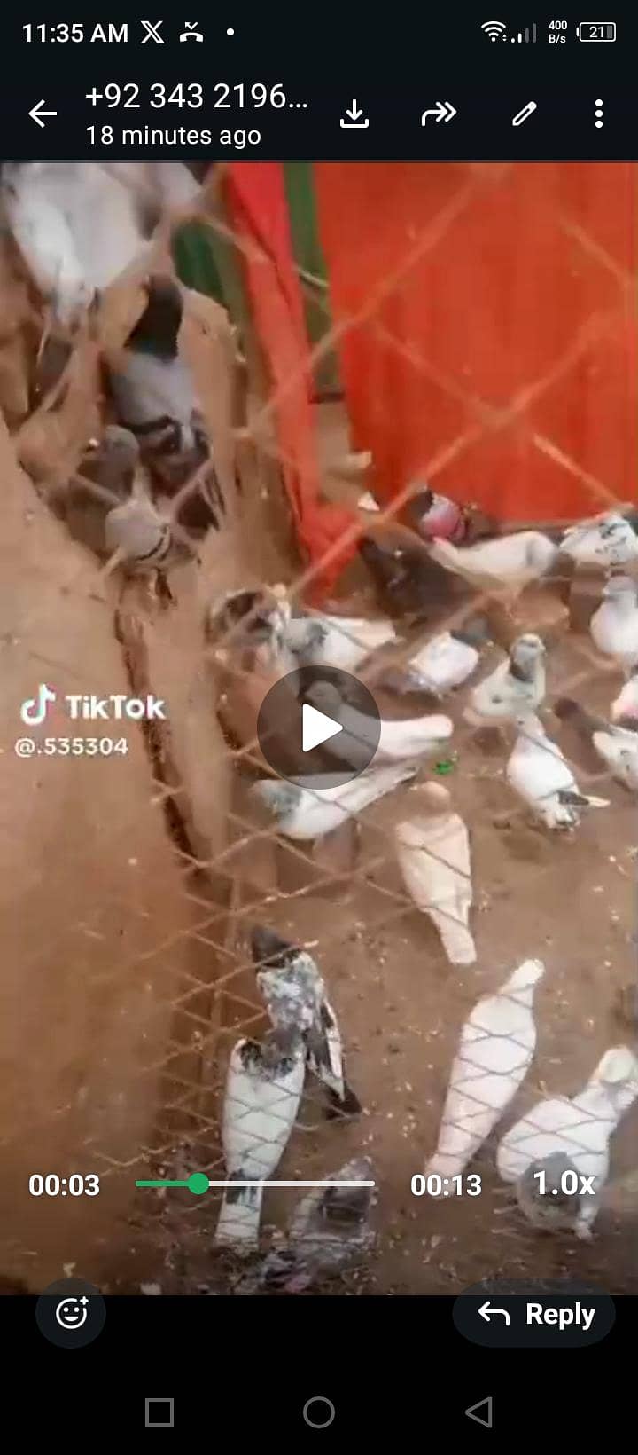 کبوتر فار سیل 1