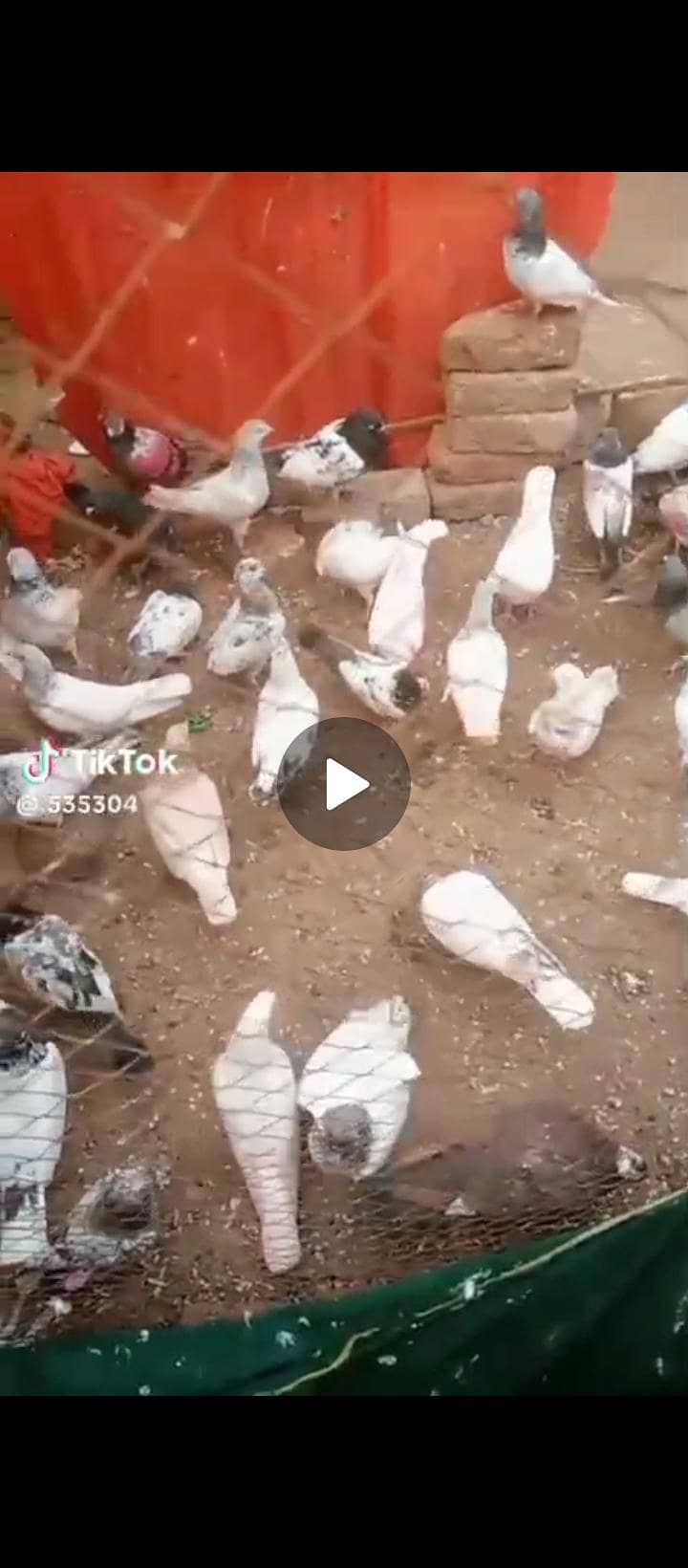 کبوتر فار سیل 2