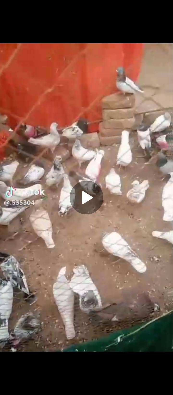 کبوتر فار سیل 3