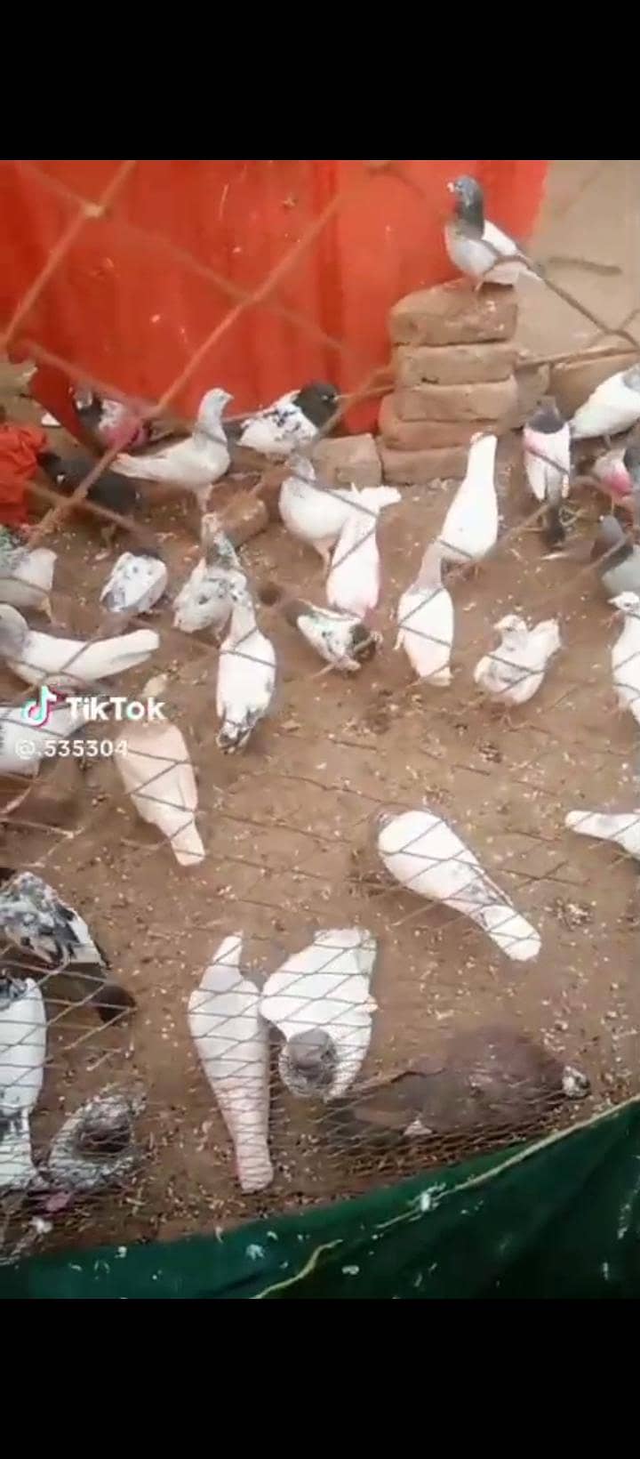 کبوتر فار سیل 4