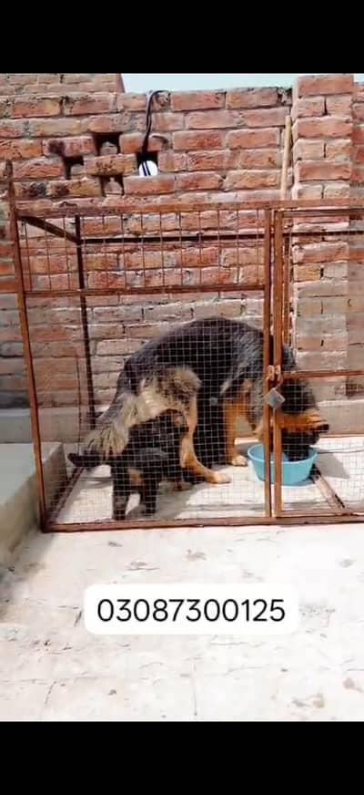 jarman shepherd puppies