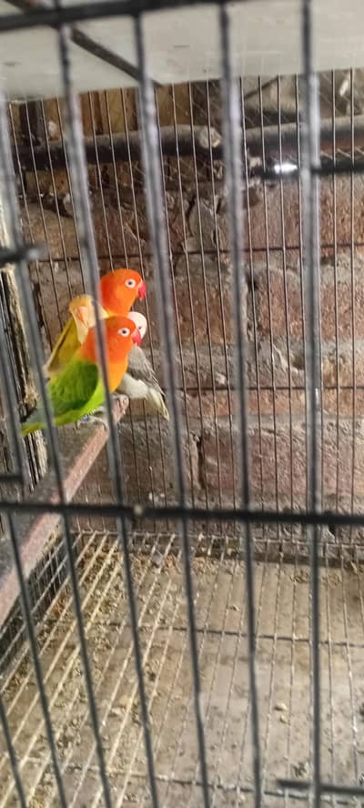 patha hn palfalow k split ak hn baki visul hn sab blu be hn or green h