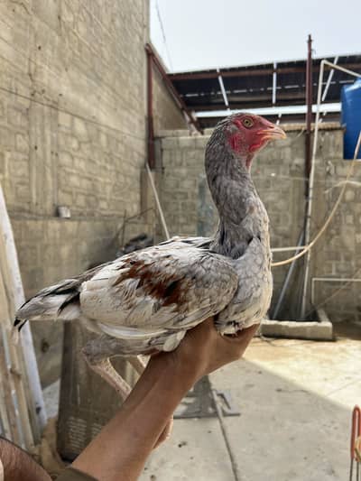 یہ دیسی مرغی ہے اور نسلی