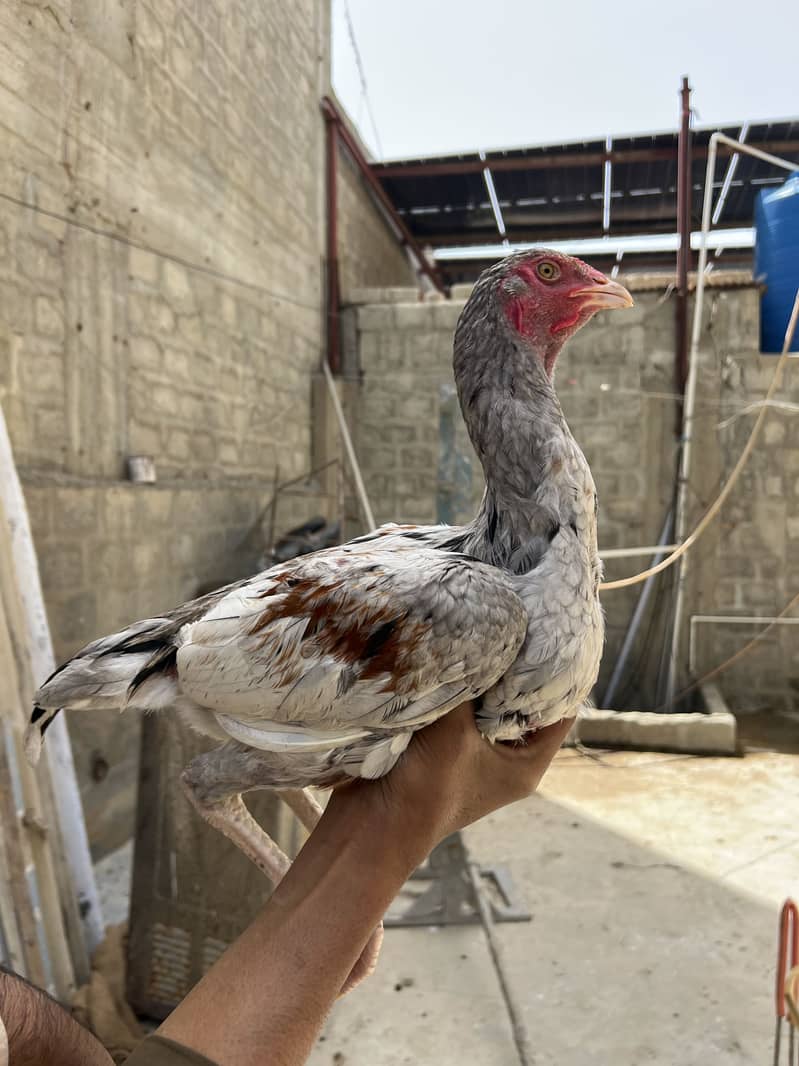 یہ دیسی مرغی ہے اور نسلی 0