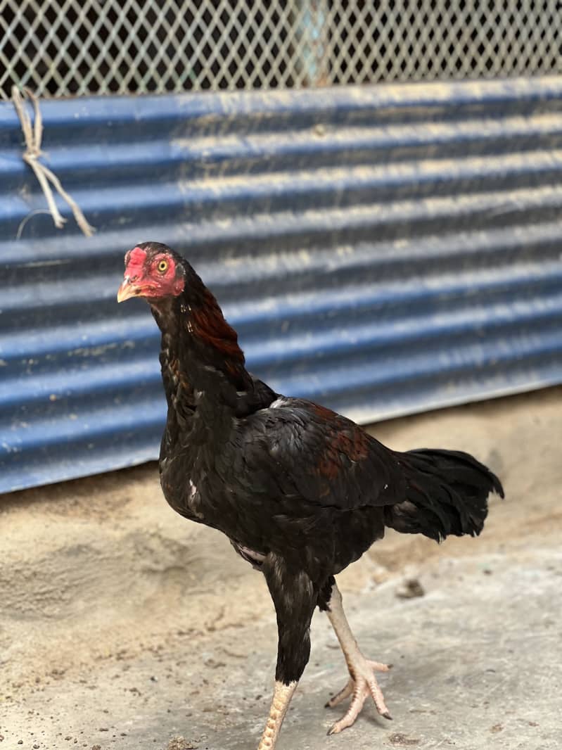 یہ دیسی مرغی ہے اور نسلی 1