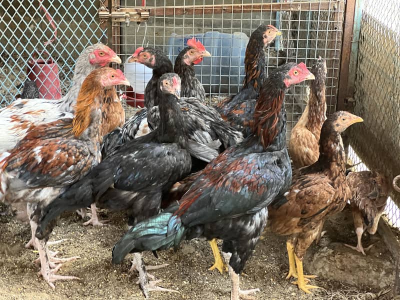 یہ دیسی مرغی ہے اور نسلی 2