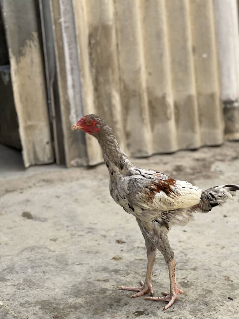 یہ دیسی مرغی ہے اور نسلی 3