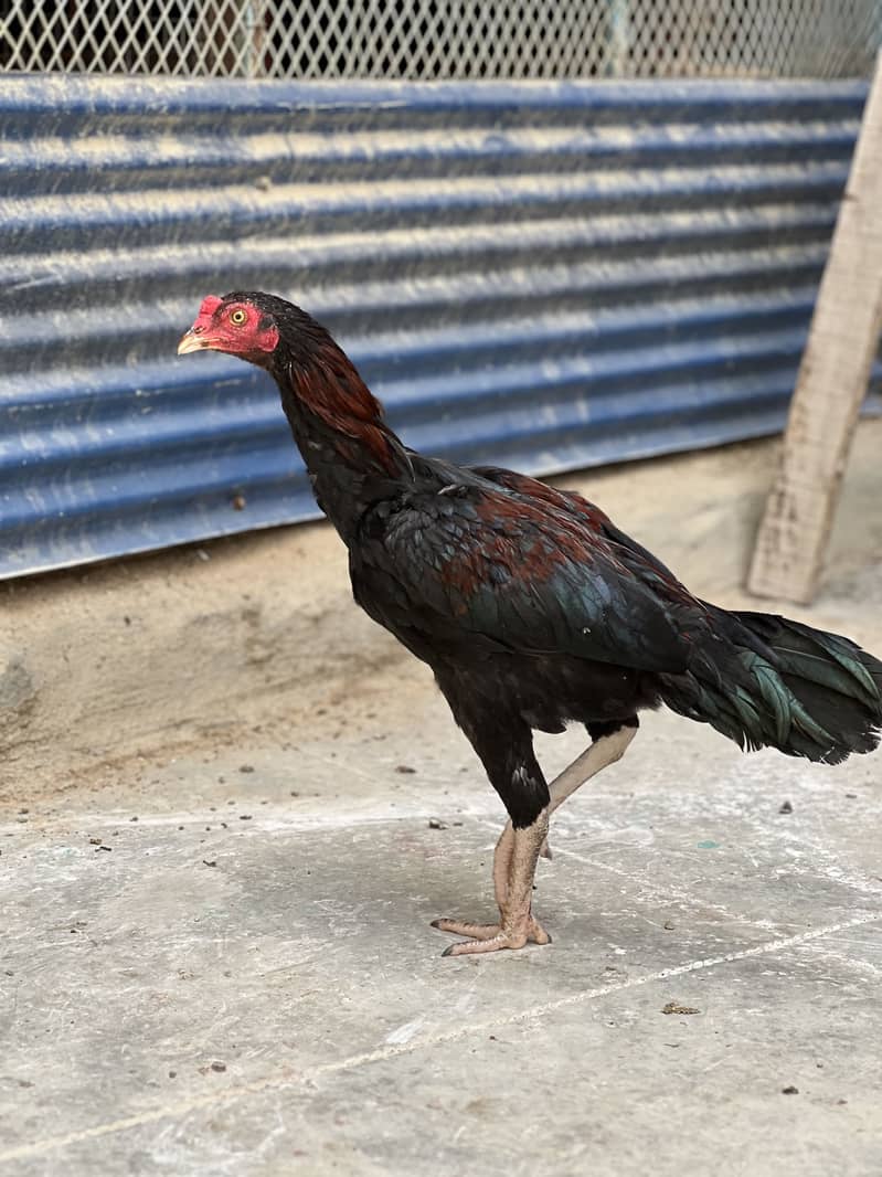 یہ دیسی مرغی ہے اور نسلی 4