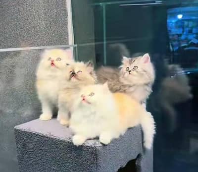 Cat Persian Persian kittens Blue eyes long hair 03/40\58/786\97}⁠:⁠‑⁠)
