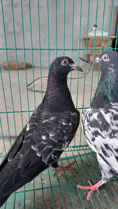 Teddy breeder pair flying or 1 big cage