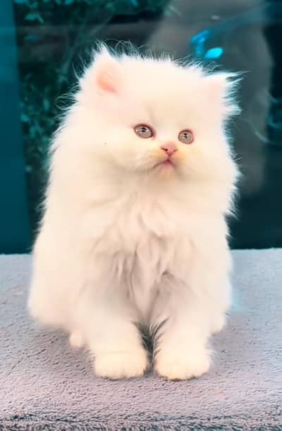Cat Persian Persian kittens Blue eyes long hair 03/40\58/786\97^⁠_⁠^