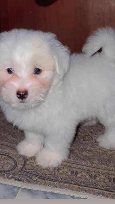 Fluffy Poodle Puppy Looking for Loving Home 